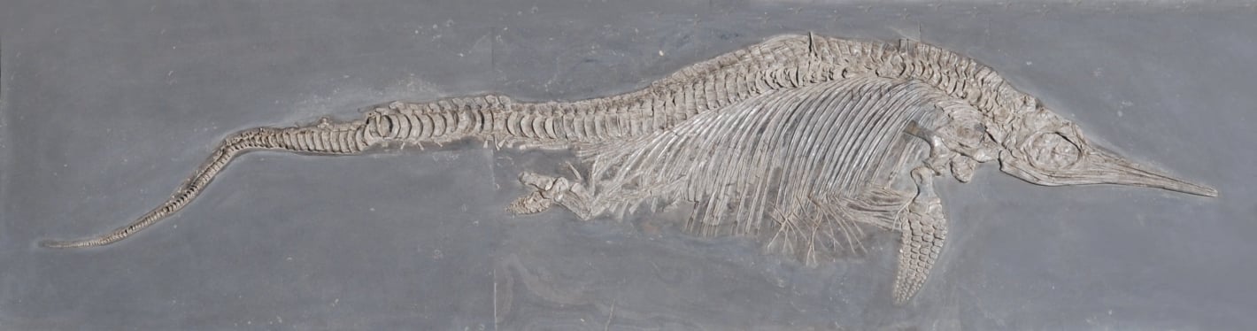 Fischsaurier aus dem Naturkundemuseum Göppingen nach Pyrit-Sanierung