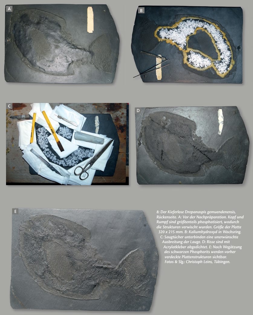 Beitrag in Zeitschrift Fossilien: Präparation Bundenbachfossilien