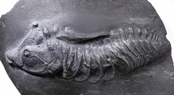 Trilobit Devoneseuretus beichti aus Bundenbach nach Präparation für Erstbeschreibung