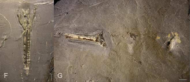 Fossilien aus Bollenbach bei Bundenbach nach Präparation für Erstbeschreibung
