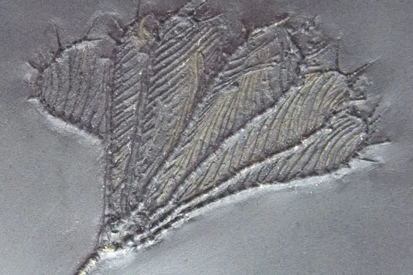 Fossilienankauf_Bundenbach_Fossilshop_Crinoids