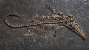 Fossilien_Verkaufen_Bonhams