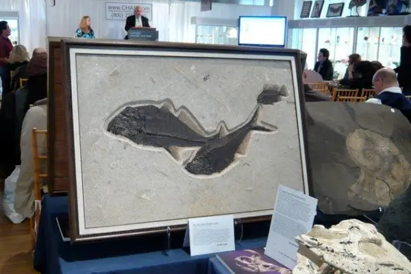 Fossilien_icon_Vermittlung