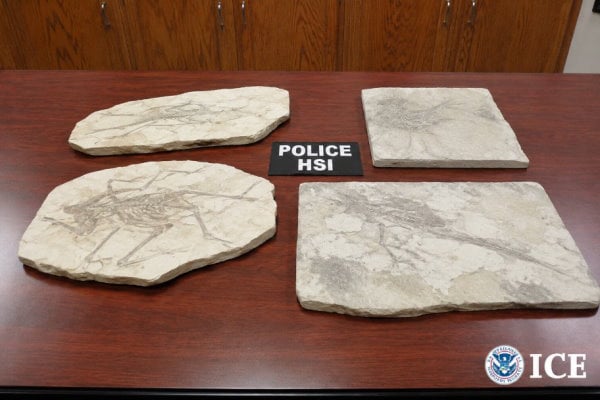 Bild der US Zollbehörde ICE mit beschlagnahmten Fossilien