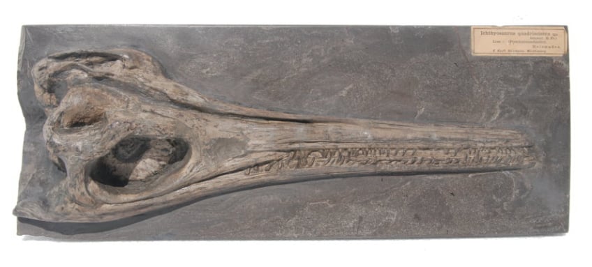 Begutachtung eines Schädels aus Holzmaden im Rahmen der Erstberatung