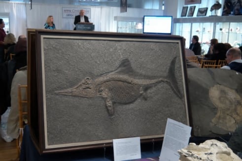 Fossilien Vermittlung - Verkauf auf Provisionsbasis an Sammler und Museen