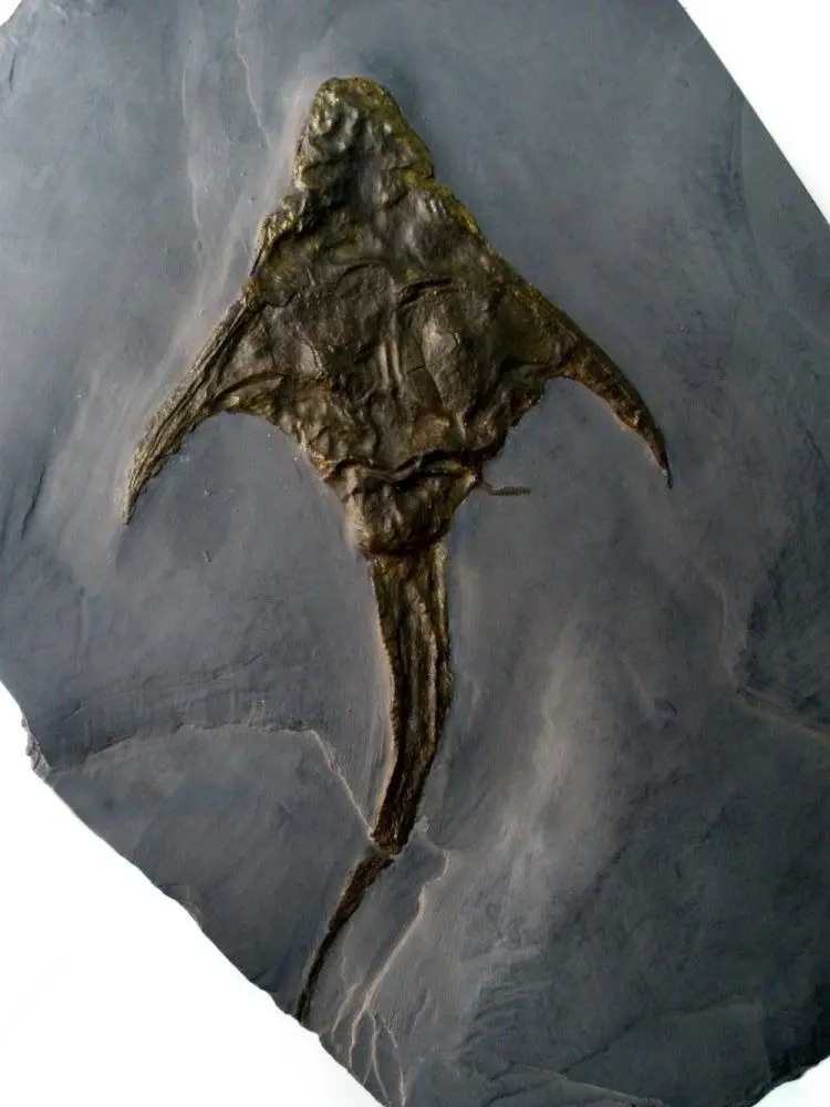 Fossilien_Wertgutachten_Beispiel_1