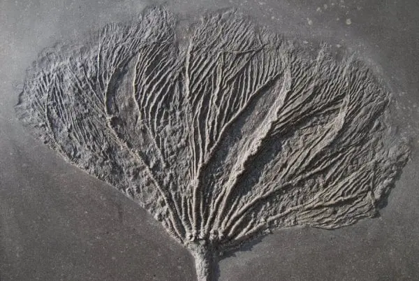 Fossilienankauf_Holzmaden_Fossilshop_Crinoids_Seirocrinus