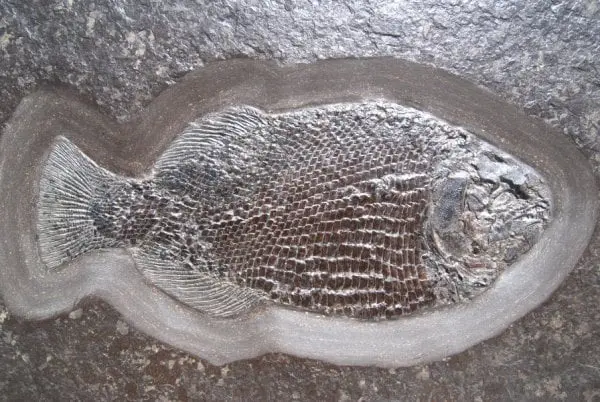 Fossilienankauf_Holzmaden_Fossilshop_Dapedium