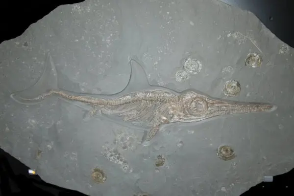 Fossilienankauf_Holzmaden_Fossilshop_Fischsaurier