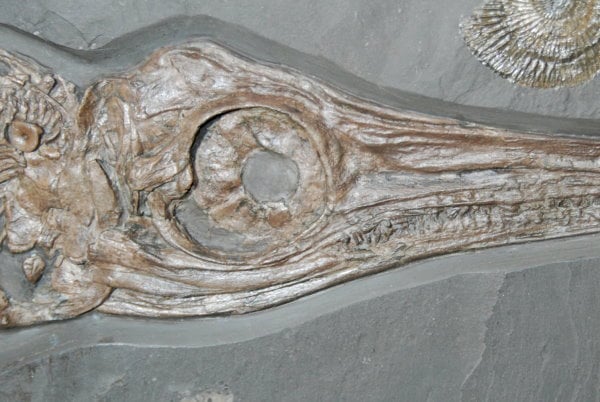 Fischsaurier Ichthyosaurier aus Holzmaden im Detail - gesucht für Fossilienankauf