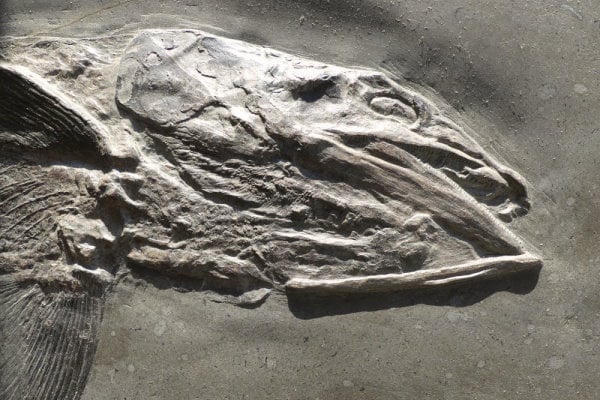 Fisch Pachycormus aus Holzmaden im Detail - gesucht für Fossilienankauf