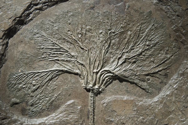 Seelilie Seirocrinus aus Holzmaden im Detail - gesucht für Fossilienankauf