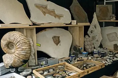 Fossilienankauf_Messe