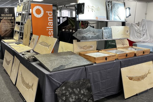 Blick auf eine Fossiliensammlung zum Verkauf