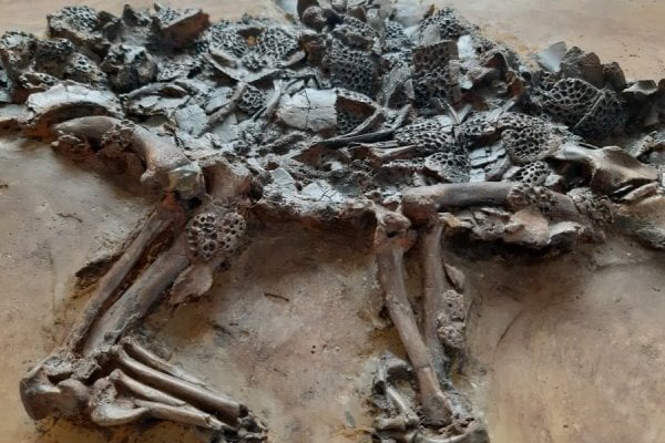 Fossilien verkaufen - Krokodil aus Messel