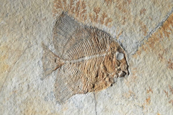 Fossilien verkaufen - Fisch aus Solnhofen
