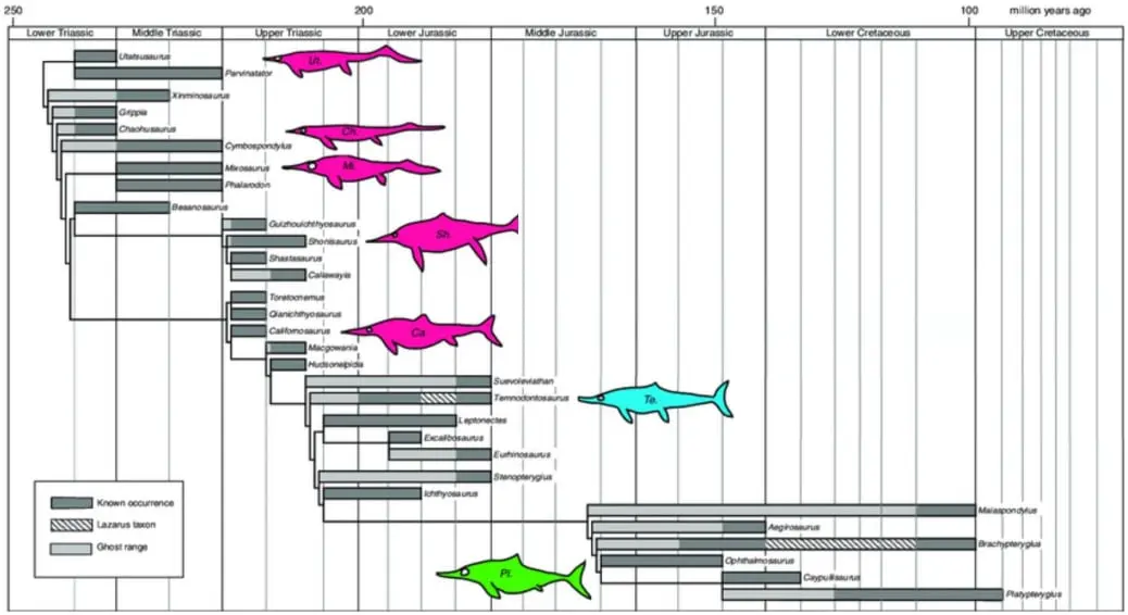 Ichthyosaur phylogenetic tree