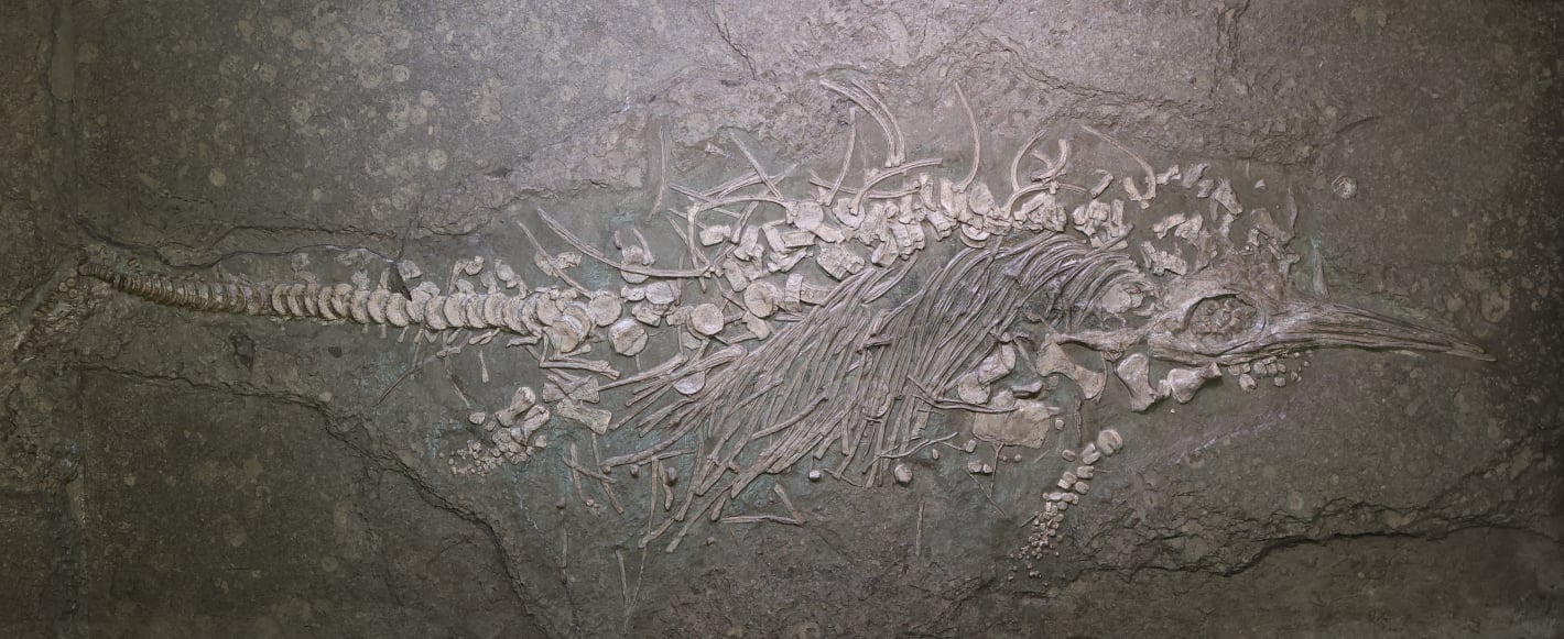 Fischsaurier im Naturkundemuseum Luxemnbourg nach Pyrit-Sanierung